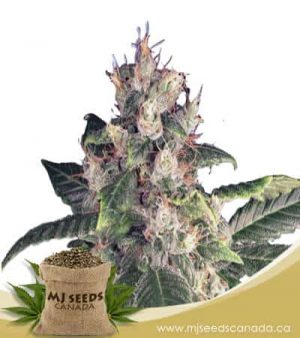 Grape Drink Autoflowering Marijuana Seeds