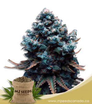 Grape Drink Feminized Marijuana Seeds