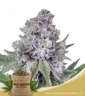 Grapeness Feminized Marijuana Seeds