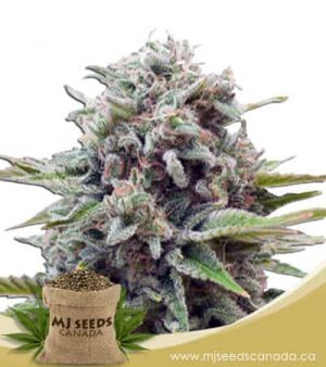 Gravity Autoflowering Marijuana Seeds