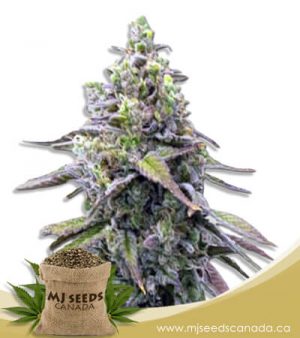 Green Apple Pie Feminized Marijuana Seeds