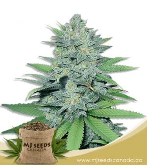 Green Crack Autoflowering Marijuana Seeds