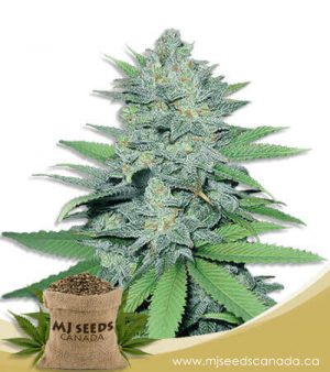 Green Crack Feminized Marijuana Seeds