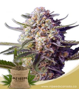 Green Dream Autoflowering Marijuana Seeds
