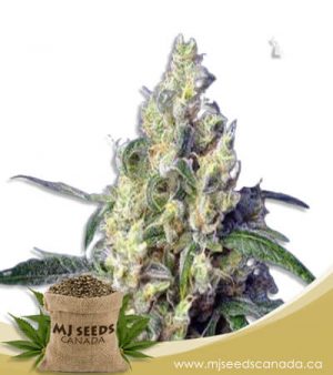 Green Dream Feminized Marijuana Seeds