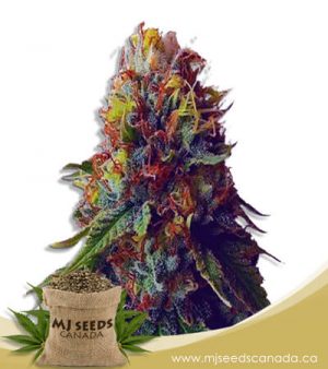 Green Goblin Feminized Marijuana Seeds