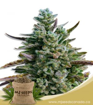 Guava Kush Autoflowering Marijuana Seeds
