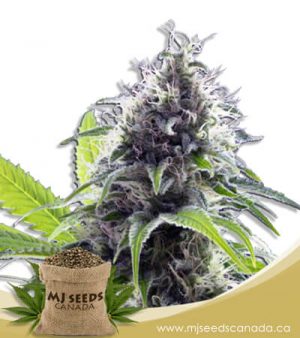 Hawaiian Fire Autoflowering Marijuana Seeds