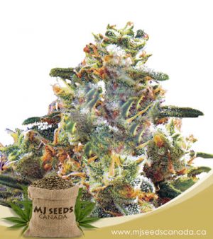 Hawaiian Gold Autoflowering Marijuana Seeds