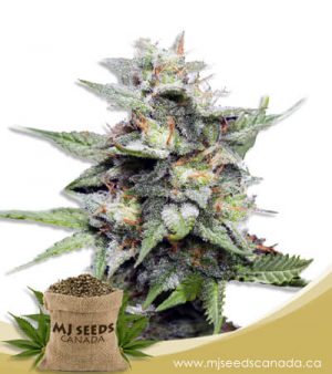 Hawaiian Skunk Feminized Marijuana Seeds
