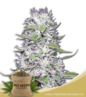 Hawaiian Skunk Autoflowering Marijuana Seeds