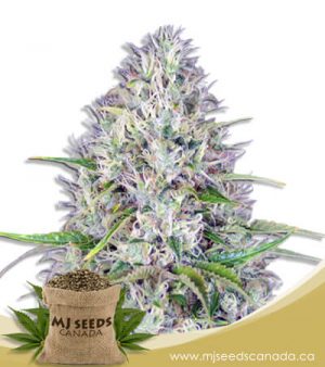 Haze Autoflowering Marijuana Seeds