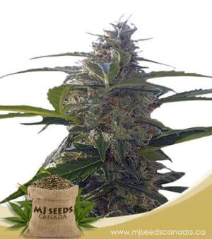 Headband Autoflowering Marijuana Seeds