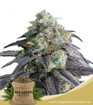 Headband Feminized Marijuana Seeds