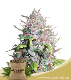 Island Sweet Skunk Autoflowering Marijuana Seeds