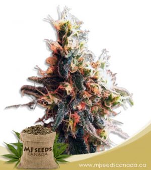 Hilly Billy Jean Feminized Marijuana Seeds