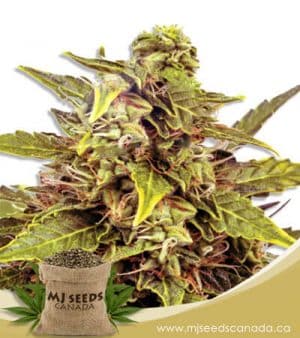 Fem Mix Marijuana Seeds