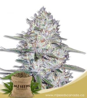 Kali Girl Autoflowering Marijuana Seeds