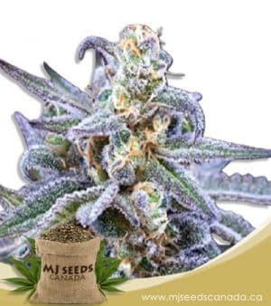 Fem Mix Marijuana Seeds