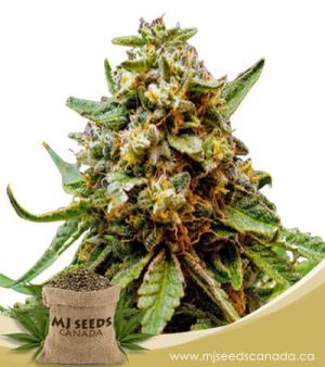 Killer Lemonade Fast Version Marijuana Seeds