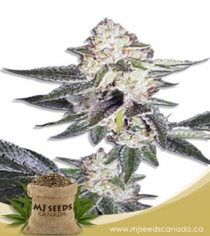 King Louis XIII Autoflowering Marijuana Seeds