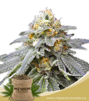 Kings Bread Autoflowering Marijuana Seeds