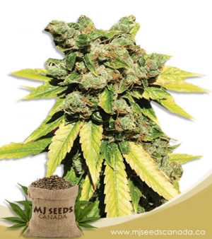 Lambs Breath Autoflowering Marijuana Seeds
