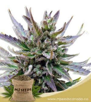 Lambs Breath Feminized Marijuana Seeds