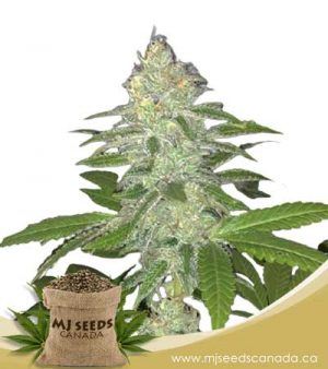 Lemon Sherbet Feminized Marijuana Seeds