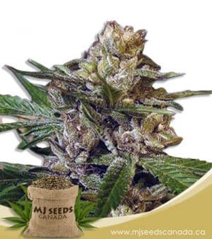 Leprechron Feminized Marijuana Seeds