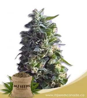 Lime Green Skunk Feminized Marijuana Seeds