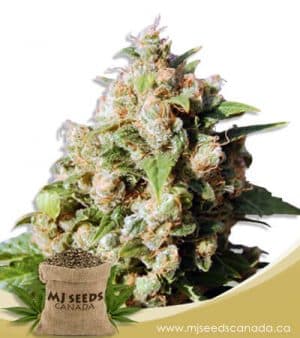 Lucid Dream Feminized Marijuana Seeds