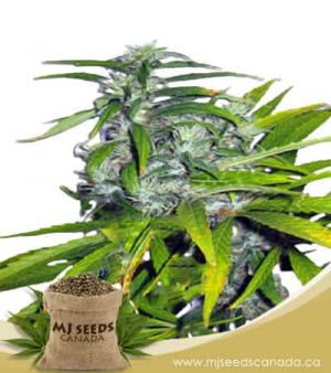 Mango Haze Autoflowering Marijuana Seeds