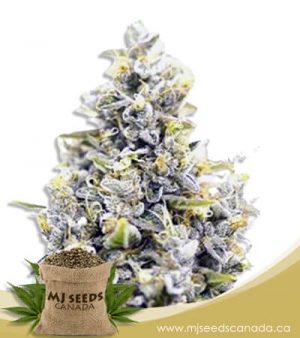 Maui Sunset Feminized Marijuana Seeds