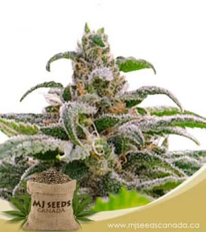 Maui Wowie Autoflowering Marijuana Seeds