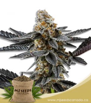 Meat Breath Autoflowering Marijuana Seeds