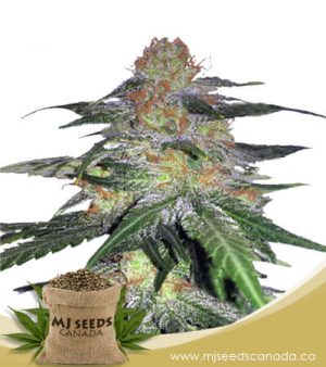 Melon Gum Feminized Marijuana Seeds