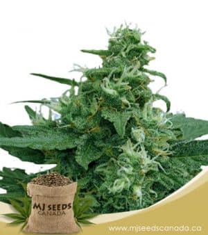 Moonlight Fast Version Marijuana Strain
