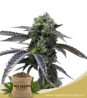 Morning Rose Feminized Marijuana Seeds