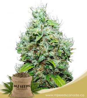 NYC Diesel Autoflowering Marijuana Seeds