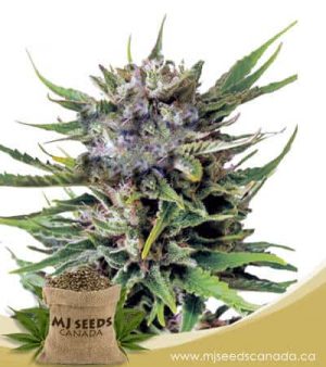 Northern Berry Autoflowering Marijuana Seeds