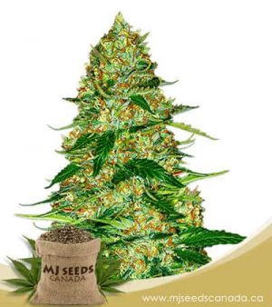 Northern Lights Autoflowering Marijuana Seeds