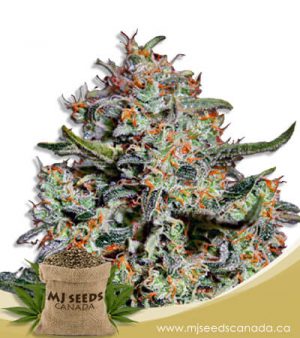 Northern Mango Autoflowering Marijuana Seeds