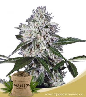 Northern Wreck Autoflowering Marijuana Seeds