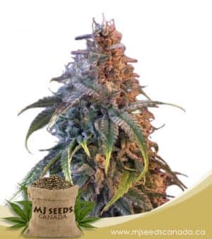 Nuken Feminized Marijuana Seeds