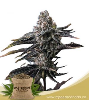 OG Banana Punch Feminized Marijuana Seeds
