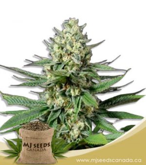 OG Kush Feminized Fast Version Marijuana Seeds