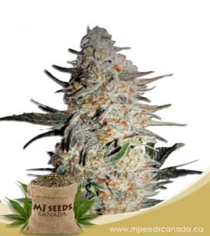 OG Punch Feminized Marijuana Seeds