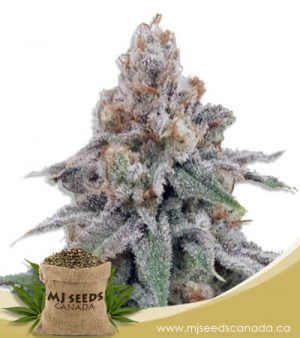 OG Wedding Feminized Marijuana Seeds