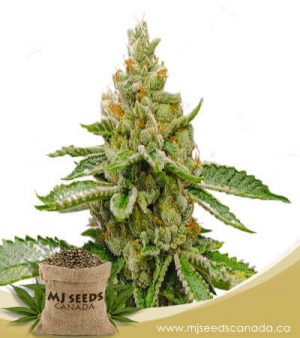 Orange Cake Autoflowering Marijuana Seeds